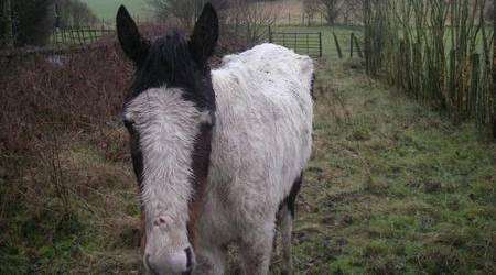 A horse found collapsed in Swanley