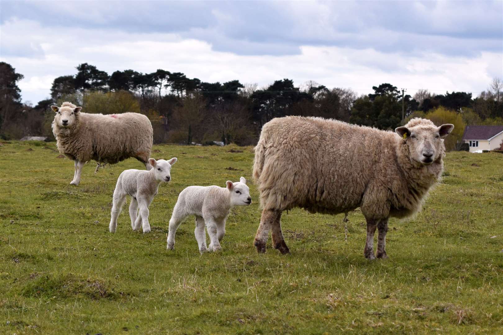 Sheep have been found dead in a field near Sittingbourne. Stock image