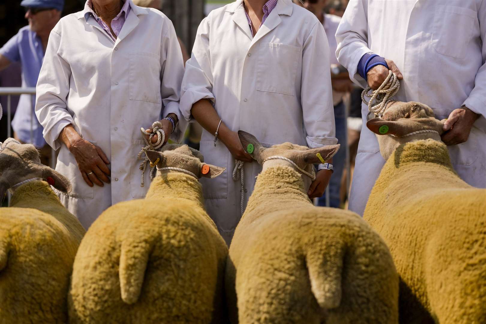 Sheep at the Kent County Show Picture: Thomas Alexander