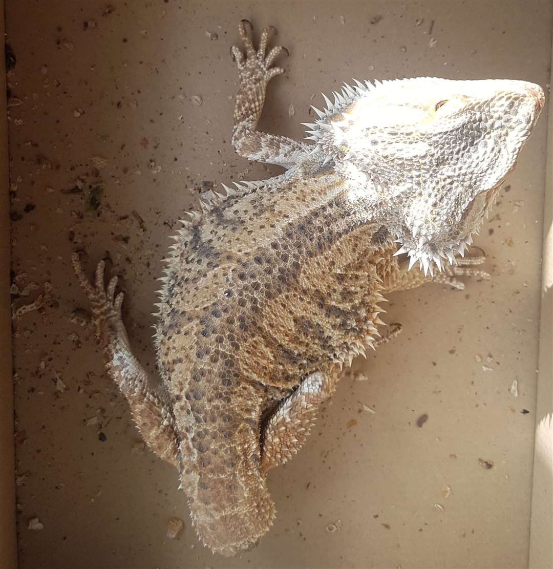 This bearded dragon was found abandoned among the rubbish at Sittingbourne. Picture: RSPCA