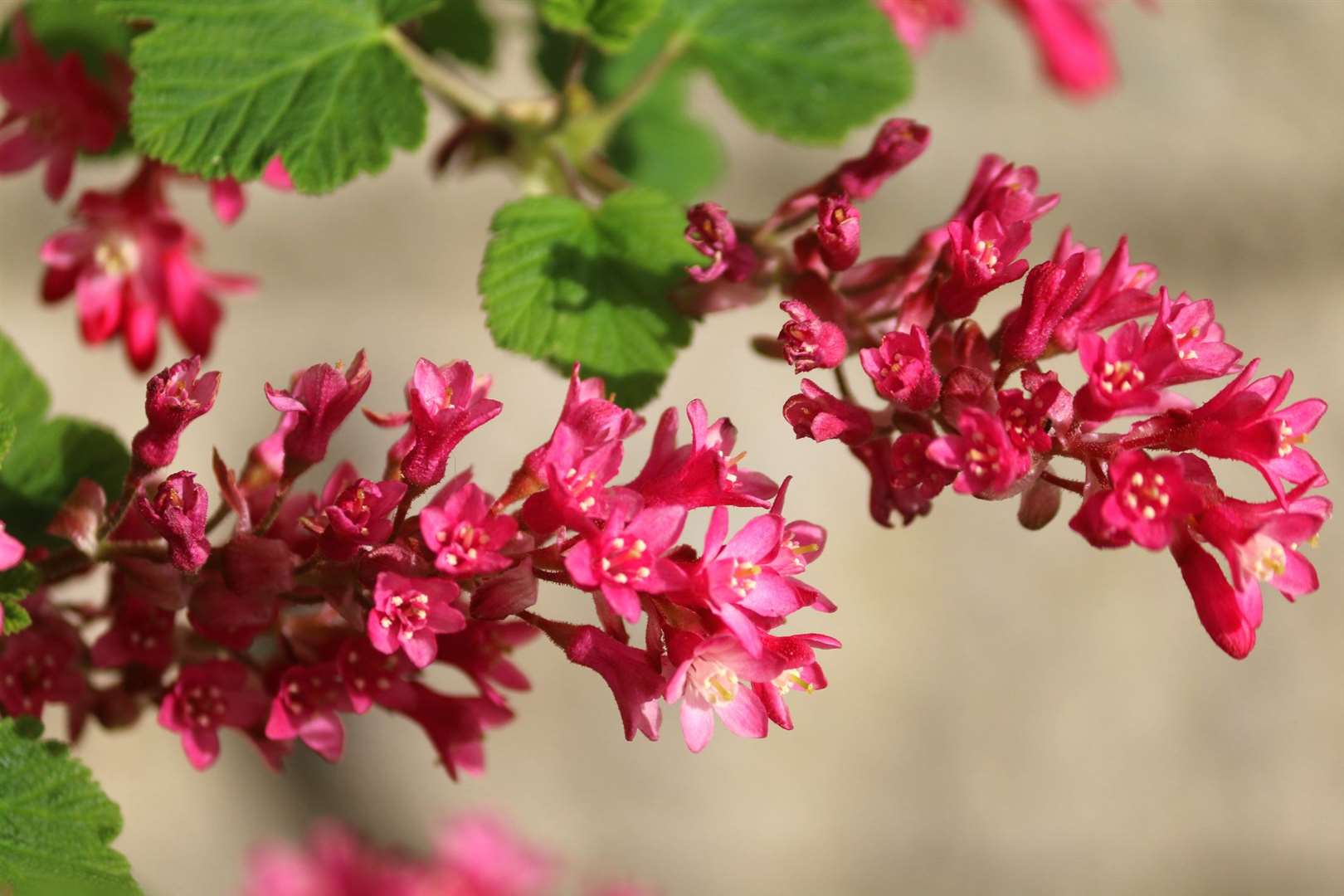 Red currant flowers. Photo credit: iStock/mtreasure.