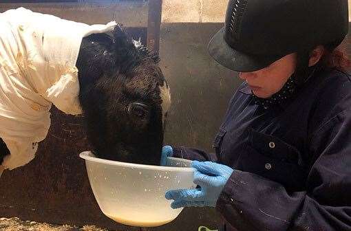 Phoenix the foal being treated at Redwings Horse Sanctuary. Image supplied by Redwings Horse Sanctuary
