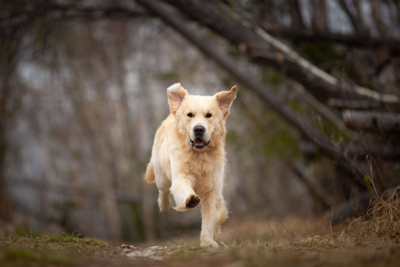 Could an active golden retriever be the breed for you? Picture; iStock