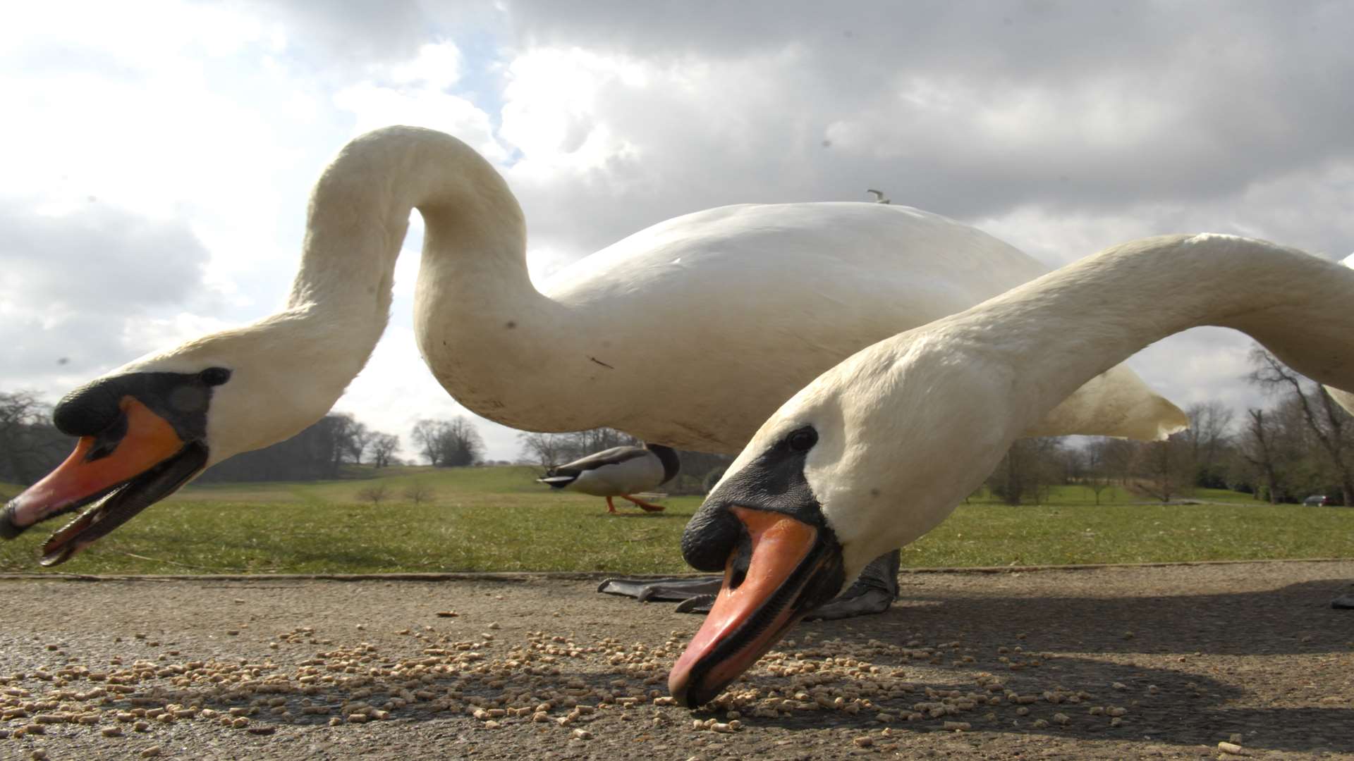 Swans are protected birds. Library picture