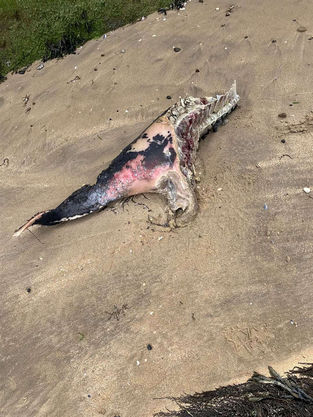 What appears to be a dead porpoise