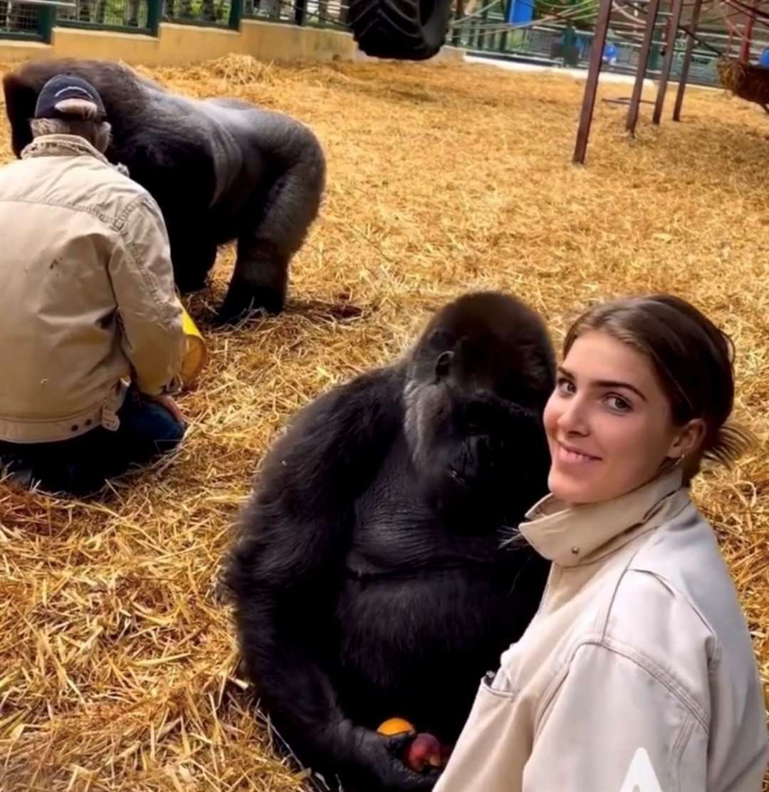 Chairman of Port Lympne and Howletts Damian Aspinall, has also shared clips of him and his daughter Freya visiting the gorillas at Howletts. Picture: Damian Aspinall on Instagram