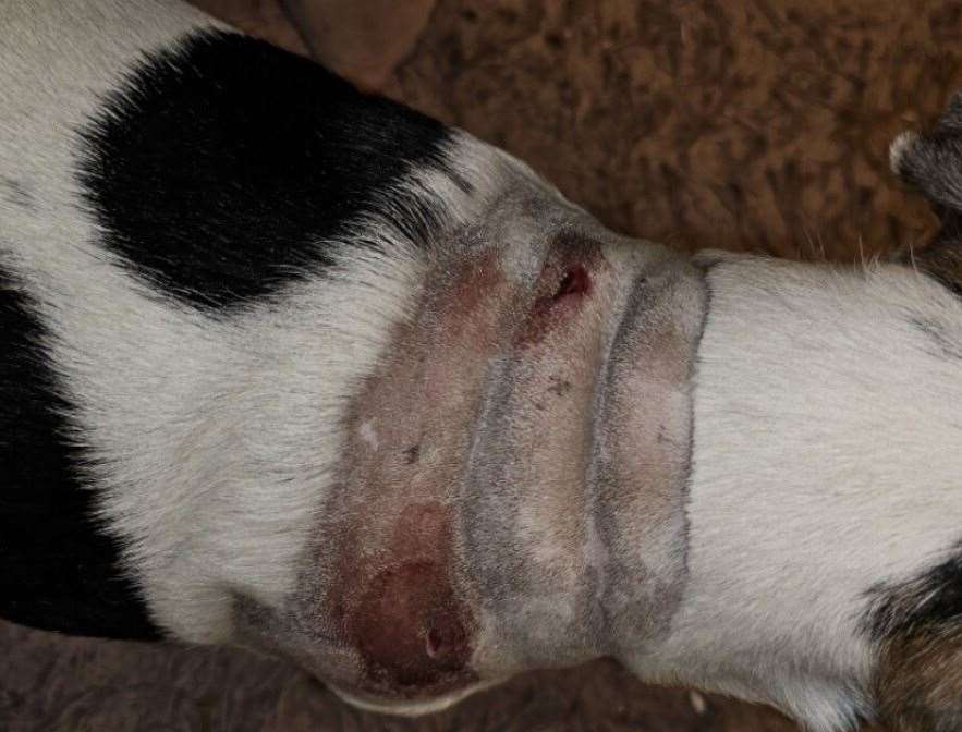 The 10-year-old Jack Russell Terrier was attacked while out on a walk in Lower Rainham Road