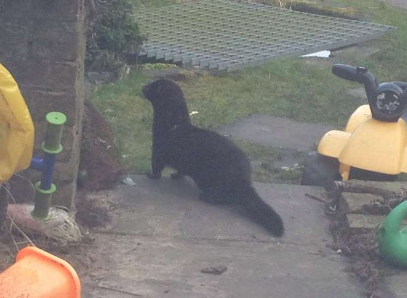 The hob ferret was first spotted in a garden in Church Path in Deal nearly two weeks ago