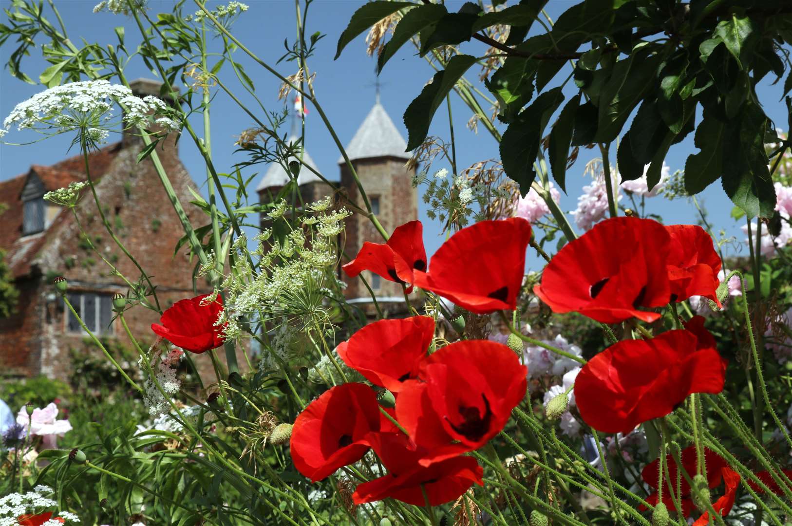 Poppies at Sissinghurst Castle Garden Picture: National Trust/Jo Hatcher