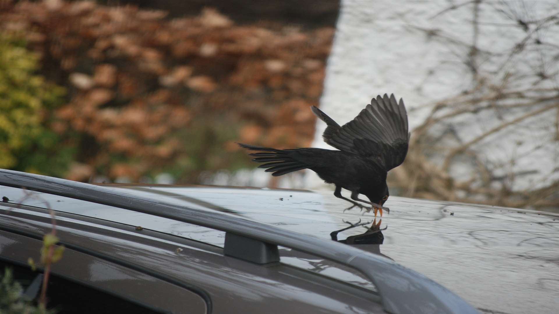 The male blackbird mistaking his reflection in a car roof for a love rival. Picture: Derrick Harris