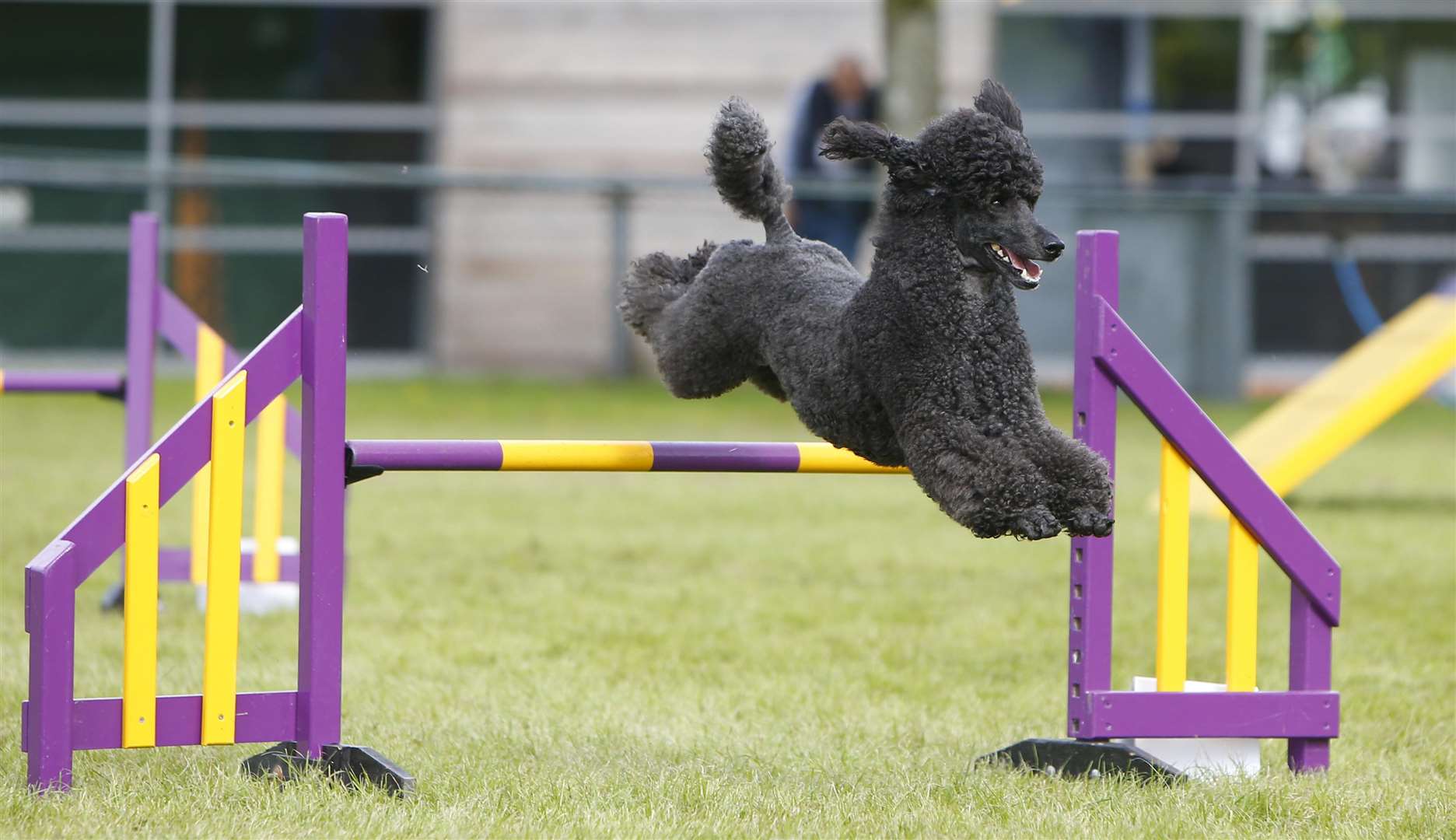 Agility at Paws in the Park Picture: Andy Jones