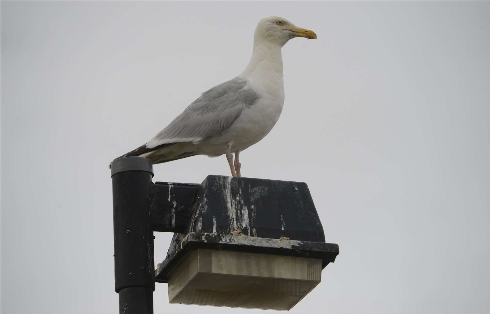A seagull at the top of the Edinburgh Road car park