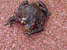 An injured frog - believed to have been shot by teenagers near Forum Way, Chartfields at Kingsnorth