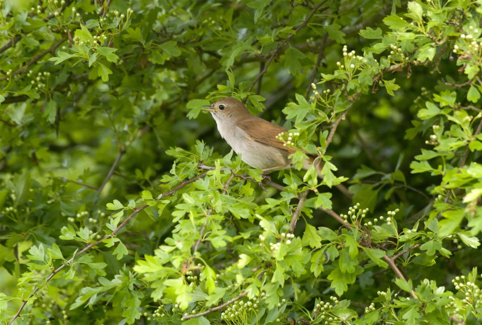 A nightingale singing from a hawthorn bush in Suffolk in May. Picture: RSPB.