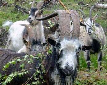 Goats belonging to Kent Wildlife Trust at Chartham suffered shocking fatal injuries after being chased by dogs