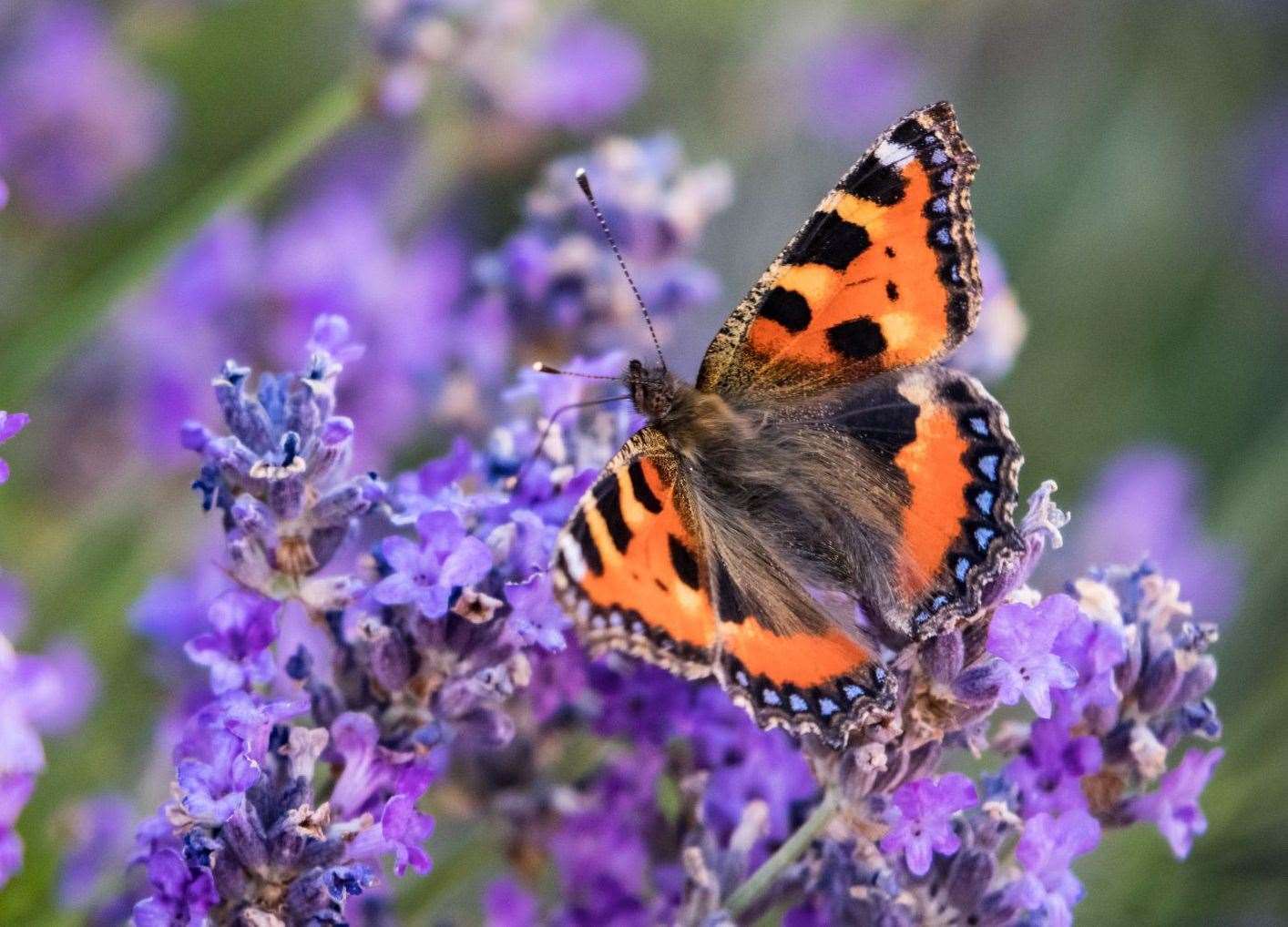 Conservationists are appealing to people to help with a butterfly count. Image: iStock.