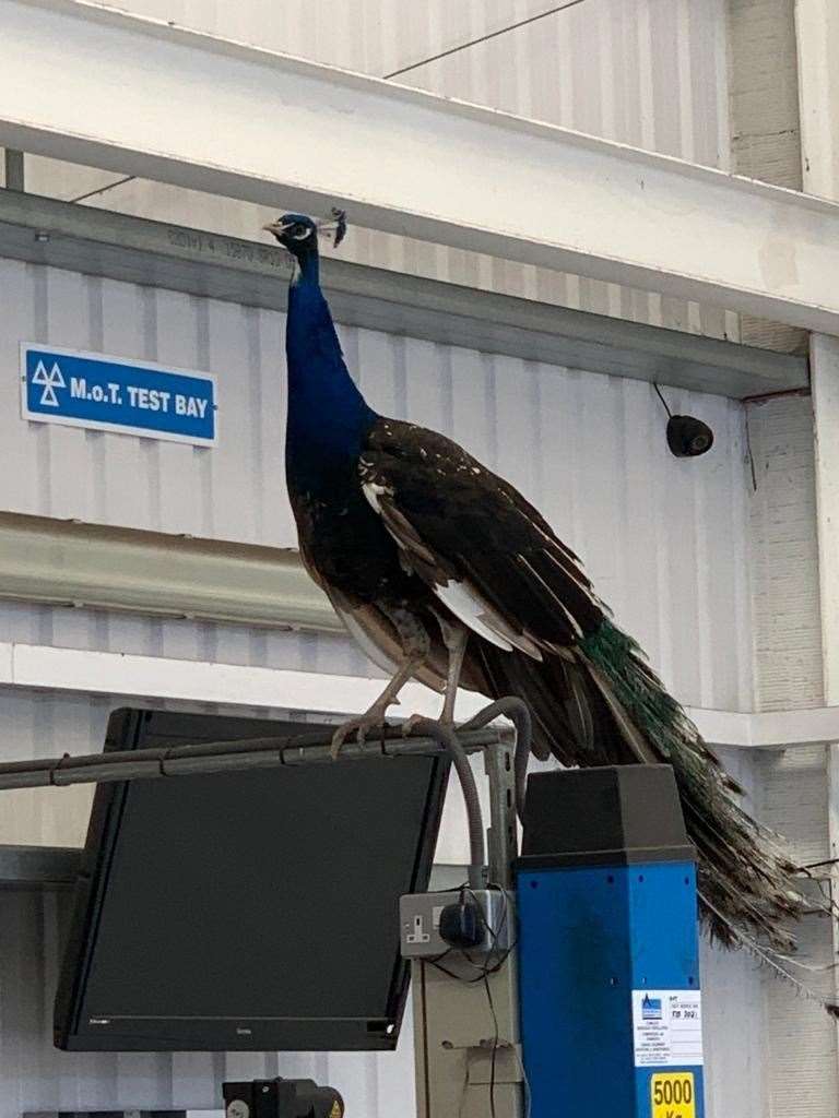 Not afraid of climbing, one peacock perched on top if the ramp