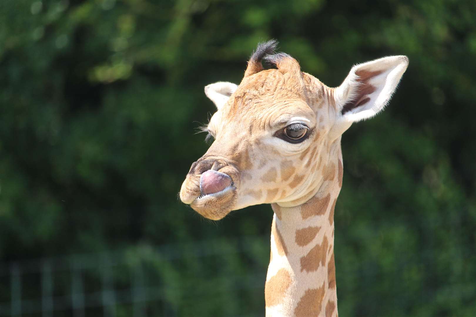 First image of the male giraffe calf at Port Lympne in 2018