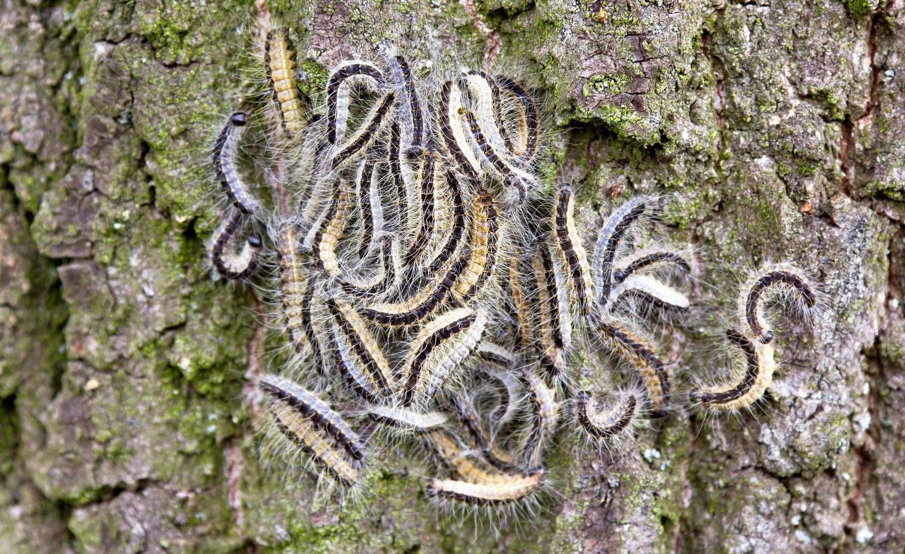 The Forestry Commission says people should not touch the hairy caterpillar