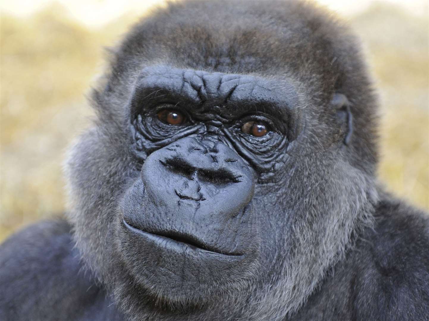 Gorillas at the old enclosure at Howletts have not been seen by the public since March 2020
