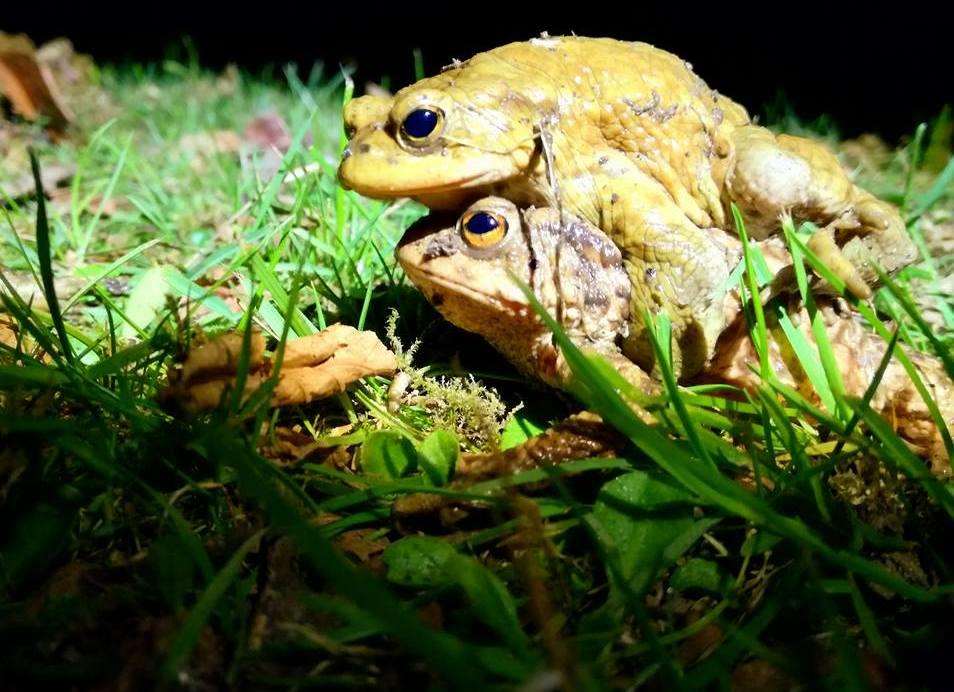 Toads are ready to breed around this time of the year Picture: Kari McSherry