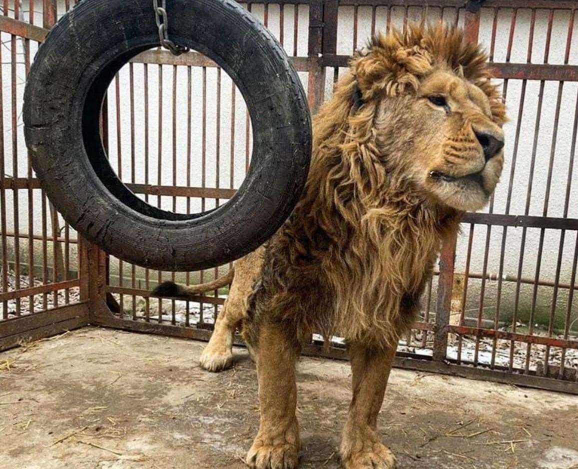 Rori is one of five lions that are being brought to The Big Cat Sanctuary in Smarden. Picture: Wild Animal Rescue/IFAW