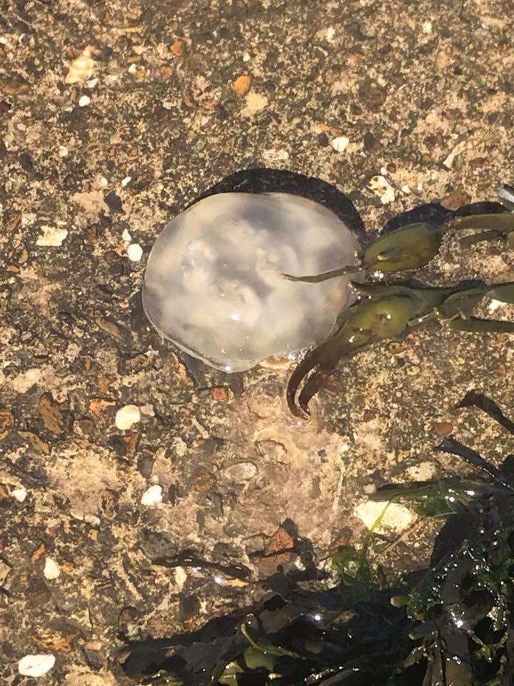 Another jellyfish washed up on the Strand shore (3289478)
