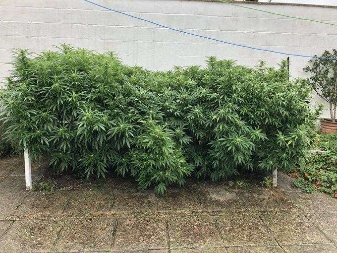 The suspected cannabis plants found in the garden. Picture: Kent Police