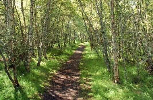 The Sturry woodland site would appeal to nature lovers. Picture: Appleton Properties