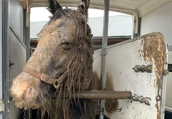 The horse has severe muscle damage after struggling to get out of the mud