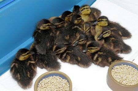 Ray Alibone, of Diamond Court, Sheerness, with 14 ducklings he has rescued and is caring for