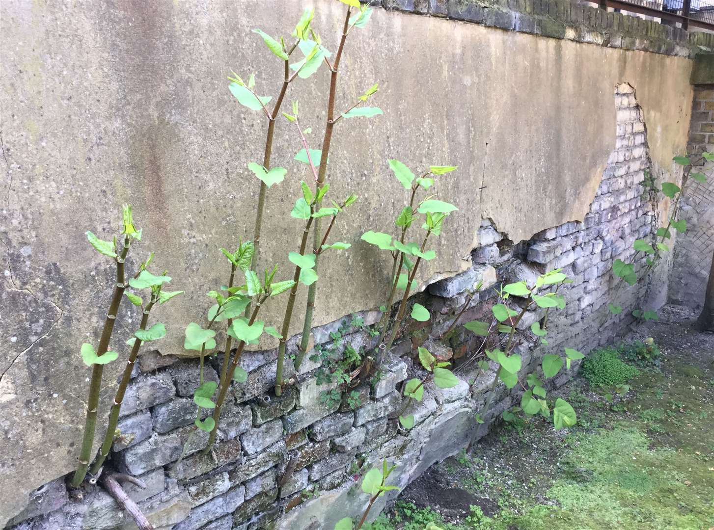 Japanese knotweed can quickly damage walls