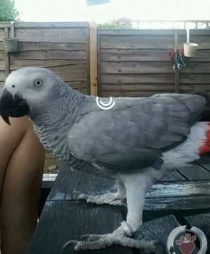 Rosie the parrot is missing from her home in Magpie Hall Road, Chatham