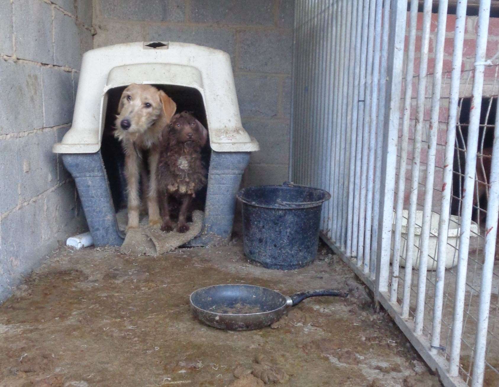 Eight dogs were found in "unacceptable conditions" after a warrant in Ditton. Picture: RSPCA