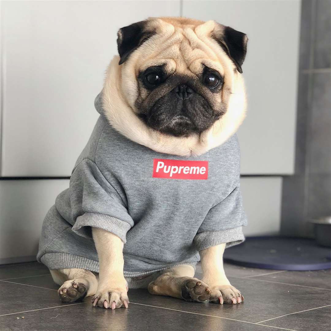 Puggy Smalls recently recovered from major surgery