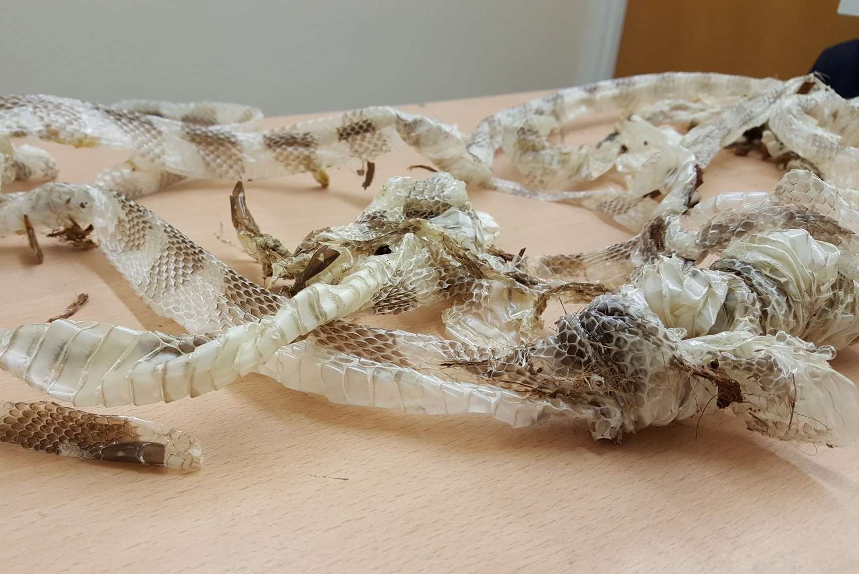 There were around five shed skins in the vivarium. Pic: RSPCA