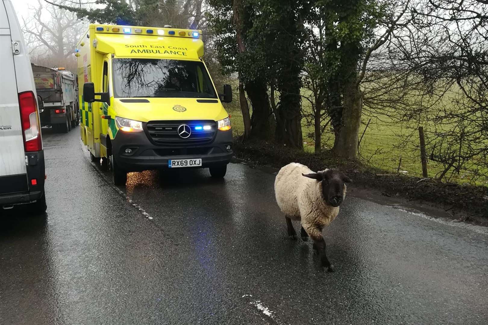 A rogue sheep held up traffic, including an ambulance. Picture: Michael Marsh