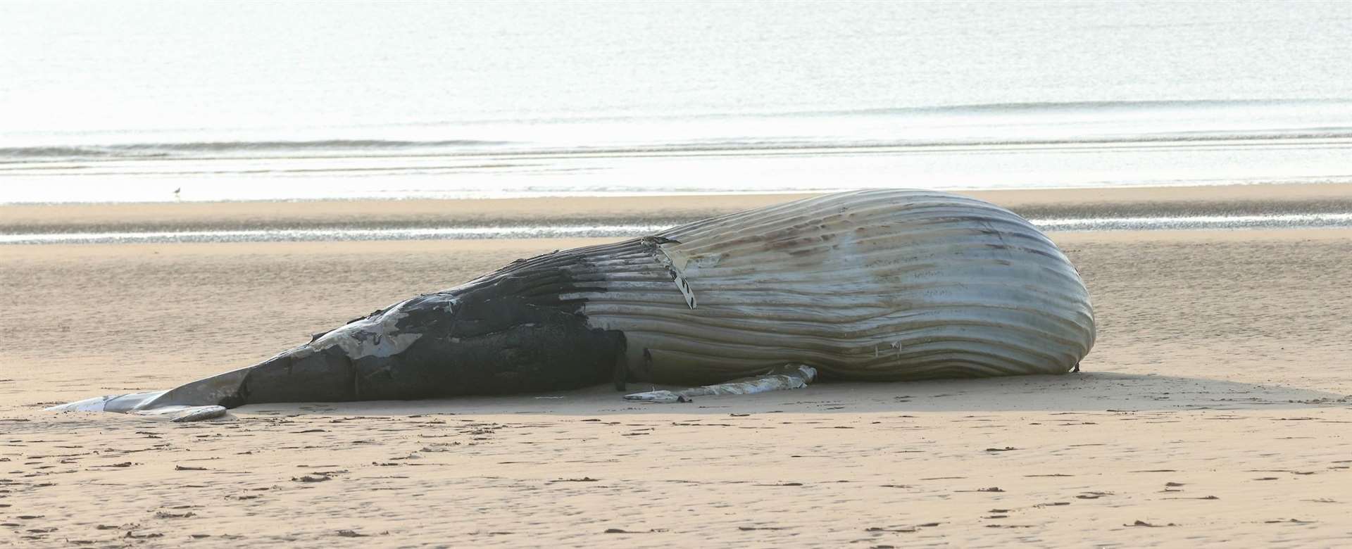 The whale was found yesterday evening. Picture: UKNIP