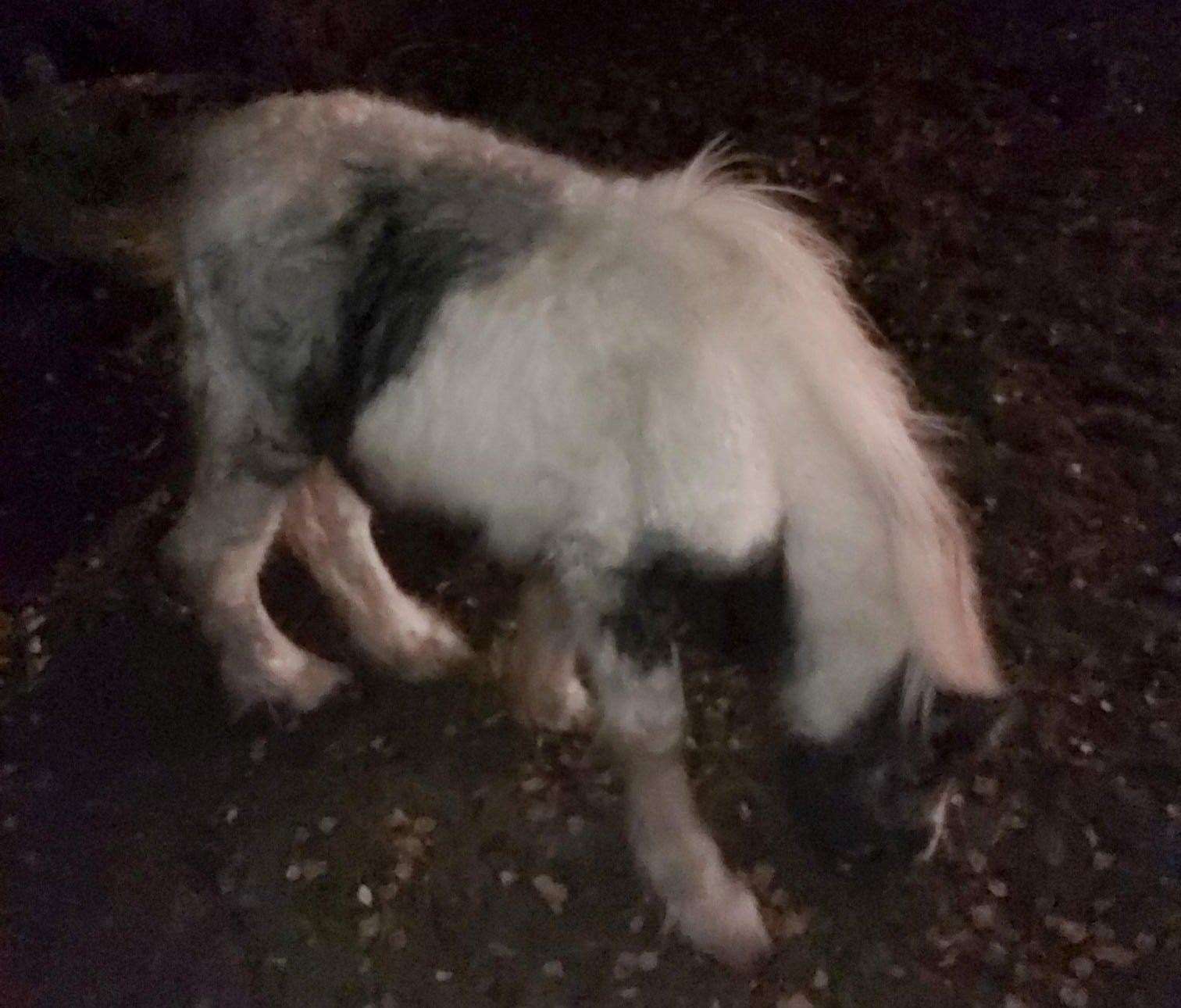 An escaped foal was spotted on Bean High Street near Dartford. Picture: Kent Police