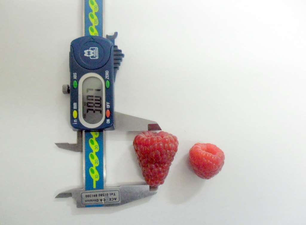 The raspberry is double the size of the normal fruit