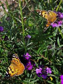 Painted lady butterflies in a Whitstable garden