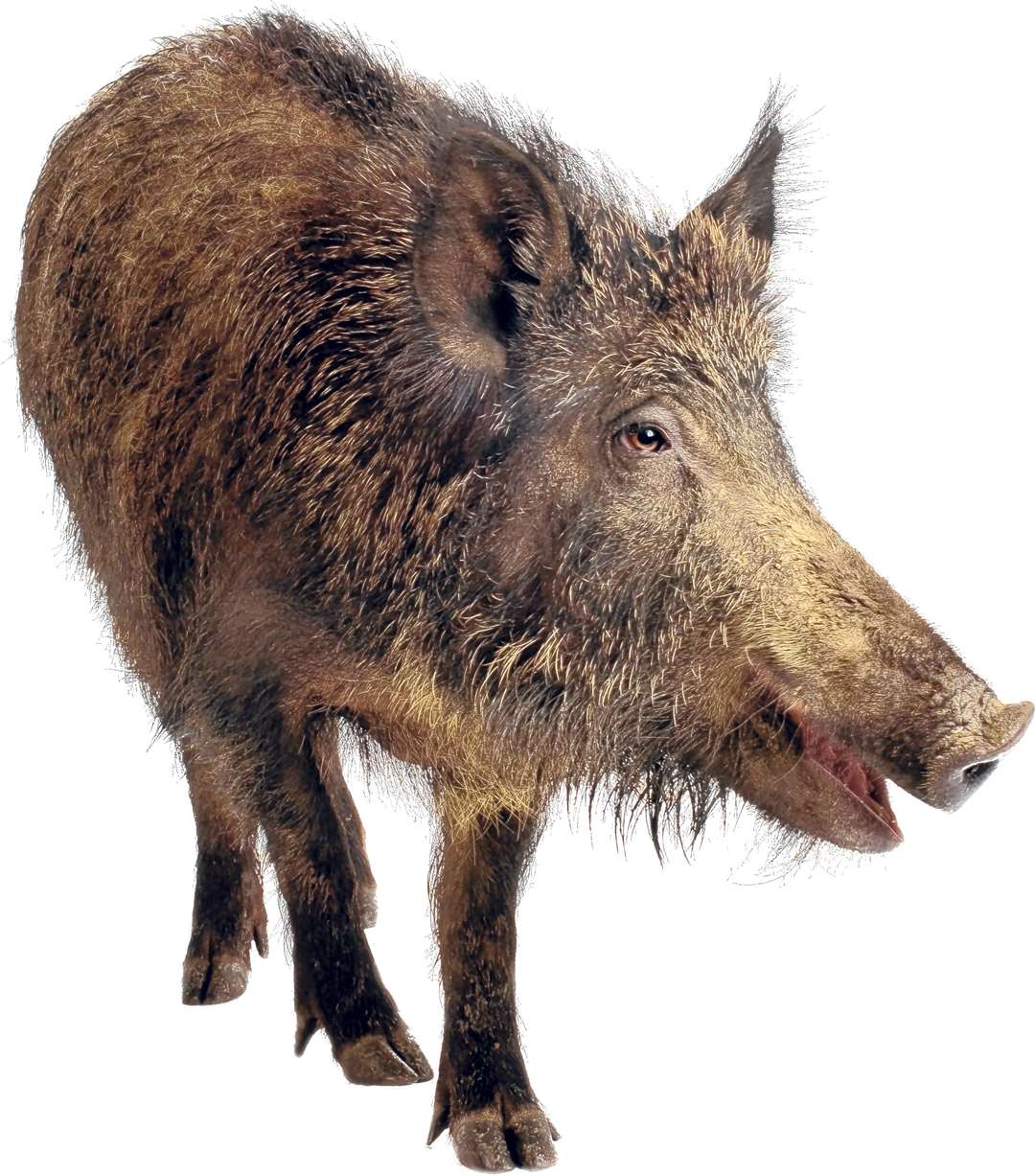 A wild boar picture courtesy of Thinkstock