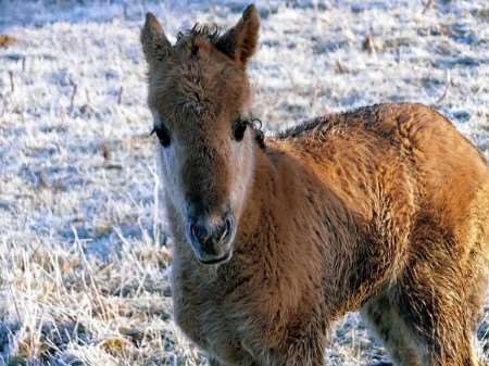 The first foal born to a herd of konik horses this year on Stodmarsh Nature Reserve