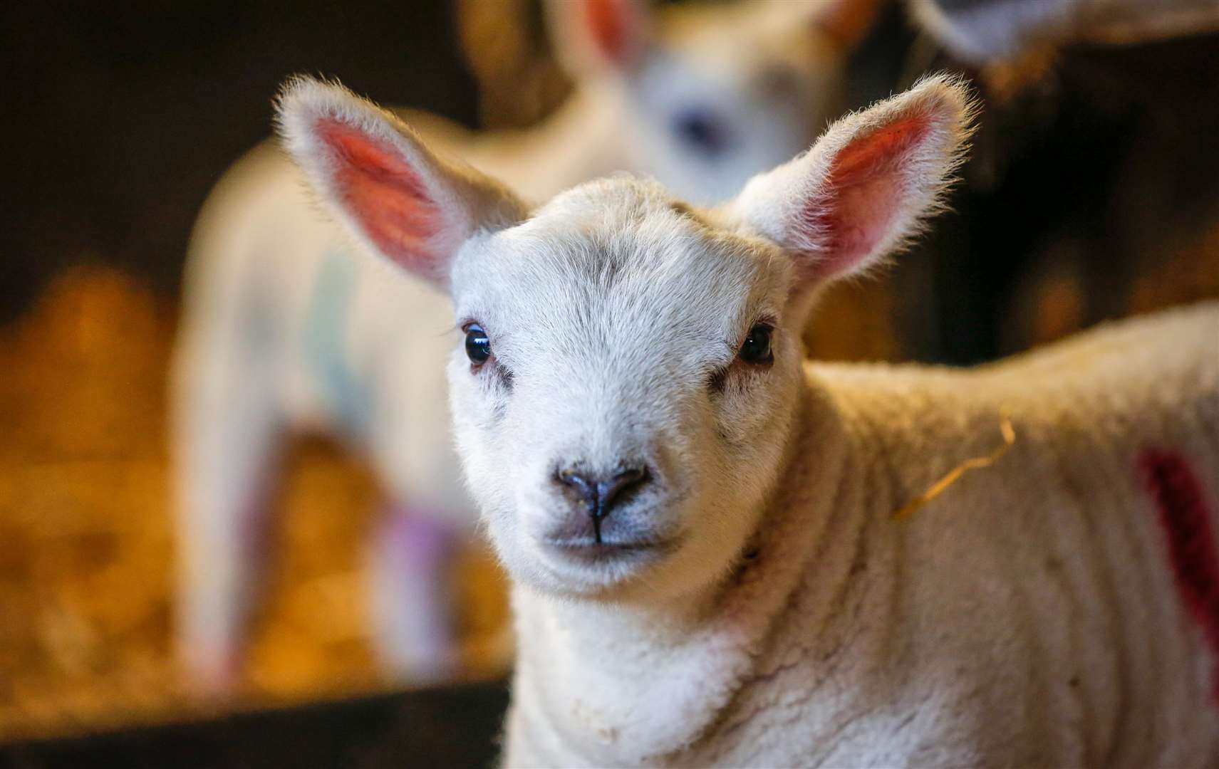 New born lambs will have a spring in their step. Picture: Matthew Walker