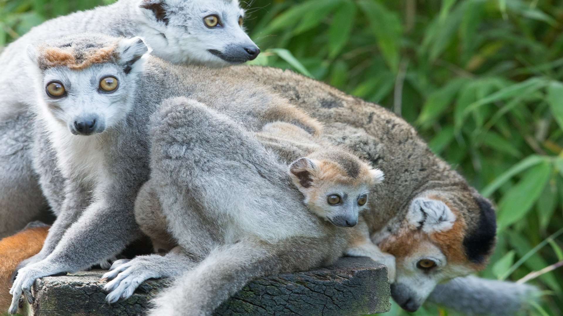 The baby lemur with the crowned lemur family at Howletts near Canterbury