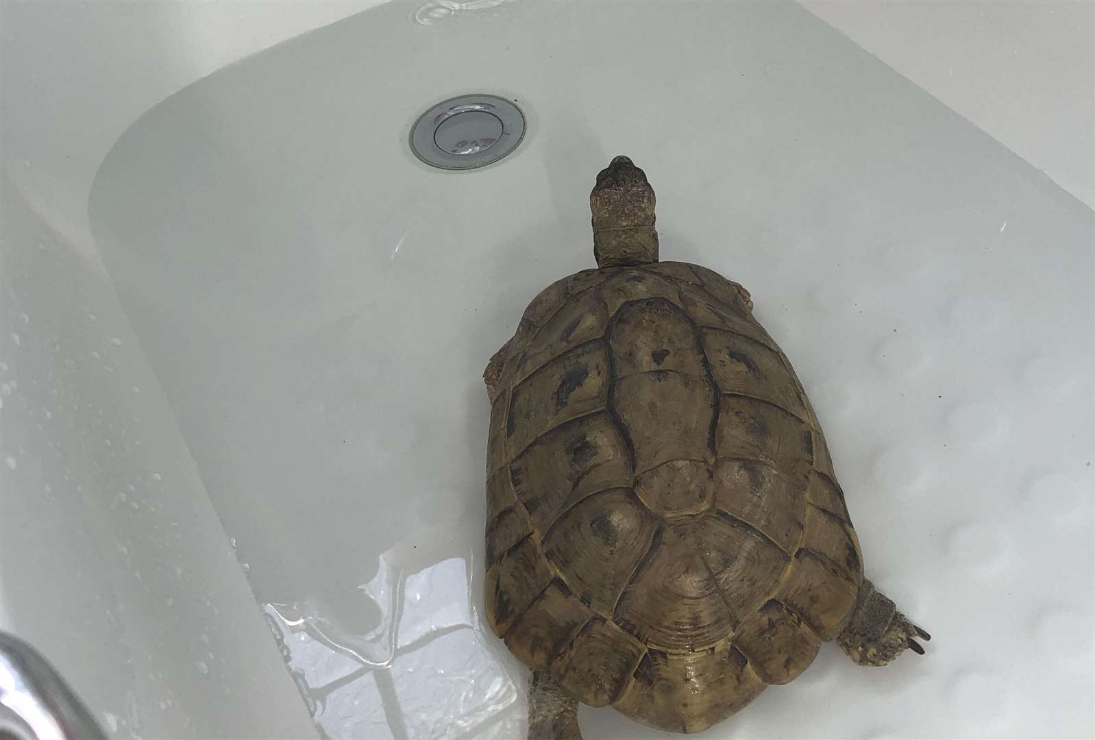 A tortoise cooling down in a bath