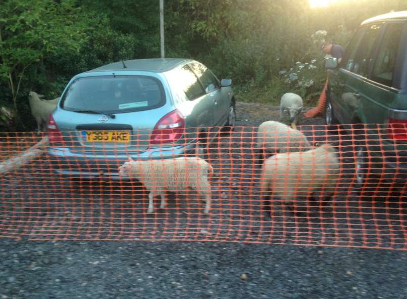 The sheep taken to safety. Picture tweeted by Kent Police RPU