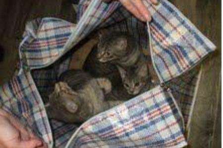 Kittens were found dumped at Westenhanger station