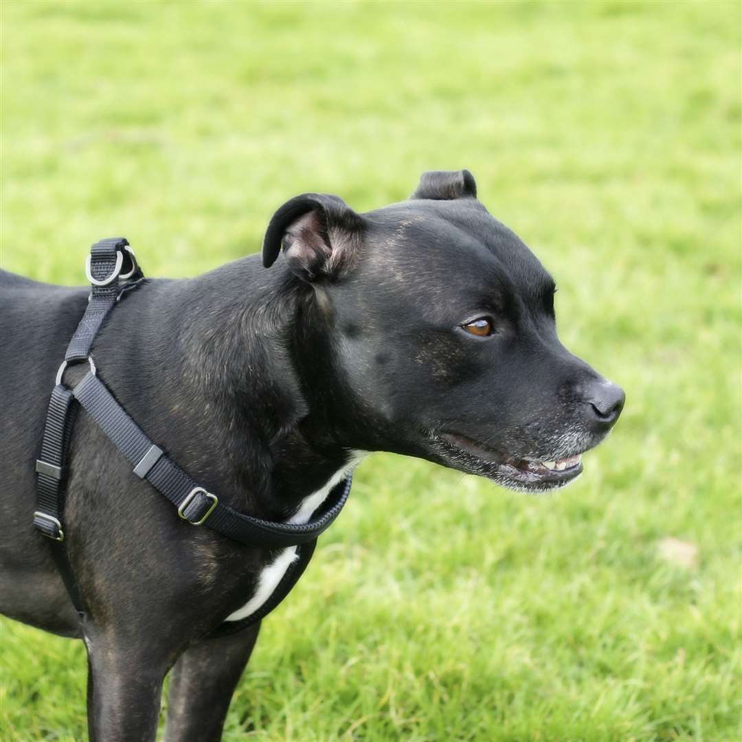 Staffordshire bull terrier. Stock image / Thinkstock Image Library