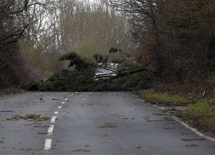Fallen trees blocked Stone Street near Canterbury. Picture: Barry Goodwin